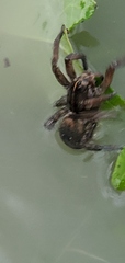 Lycosinae