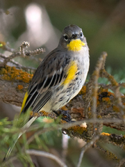 Setophaga coronata auduboni