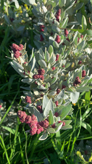 Atriplex cinerea