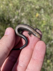 Plestiodon septentrionalis