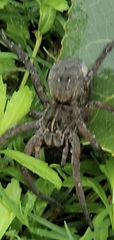 Lycosinae
