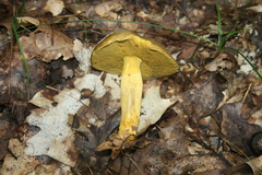 Retiboletus ornatipes