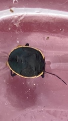 Chlorochroa