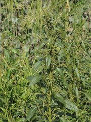 Amaranthus viridis