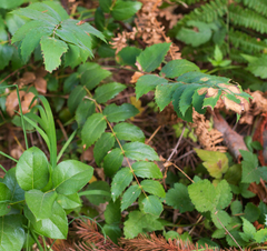 Berberis nervosa
