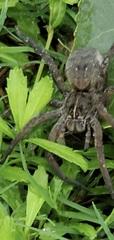Lycosinae