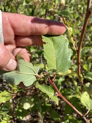 Ceanothus sanguineus