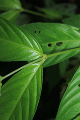 Gonzalagunia cornifolia