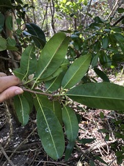 Sideroxylon foetidissimum