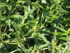 Bidens tripartita