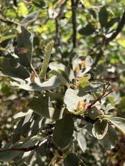 Blaesodiplosis