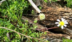 Brachyscome lineariloba