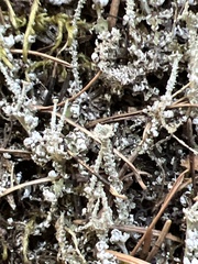 Cladonia