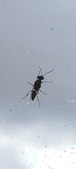 Astata