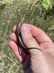 Plestiodon septentrionalis