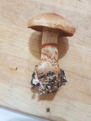 Cortinarius armillatus