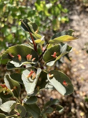 Blaesodiplosis