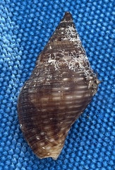 Gemophos tinctus