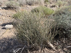 Ephedra nevadensis