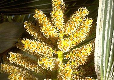 Pritchardia hillebrandii