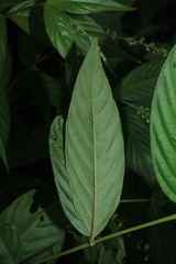 Gonzalagunia cornifolia