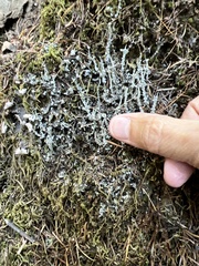 Cladonia