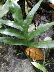 Polypodiopsida