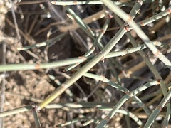 Ephedra nevadensis