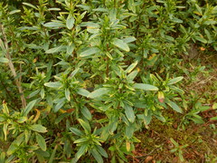 Hypericum densiflorum