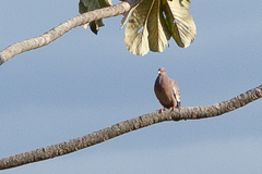 Patagioenas picazuro