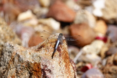 Orthetrum caledonicum