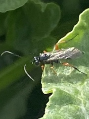 Pimpla rufipes