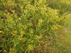 Hypericum densiflorum