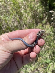 Plestiodon septentrionalis