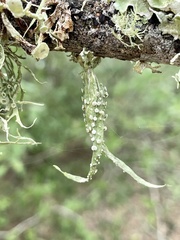 Ramalina celastri