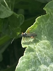 Pimpla rufipes