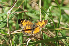 Phyciodes cocyta