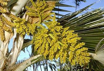 Pritchardia hillebrandii