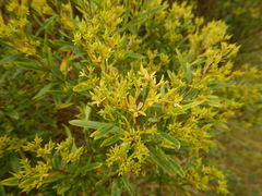 Hypericum densiflorum