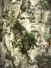 Phaeophyscia