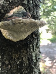 Fomitopsis mounceae