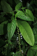 Gonzalagunia cornifolia