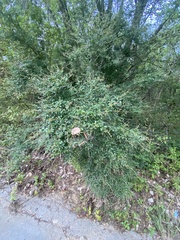 Ligustrum quihoui