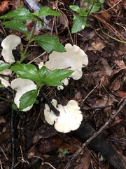 Favolus brasiliensis