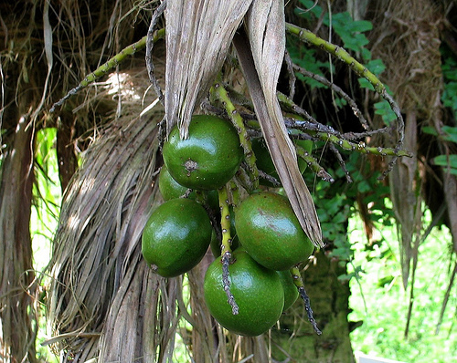 Pritchardia hillebrandii