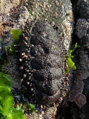 Acanthopleura echinata