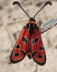 Zygaena fausta