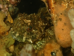 Taurulus bubalis