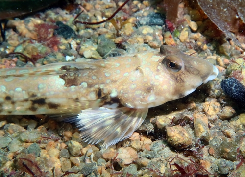 Common Dragonet