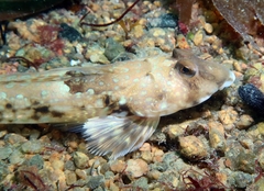 Dragonet photo 3